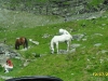 2010-07-12-11-00-25 - Transfăgărăşan