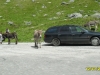 2010-07-12-11-25-34 - Transfăgărăşan